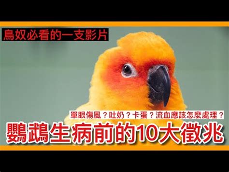 死掉的鳥怎麼處理